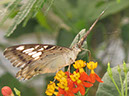 2013_jul_butterflies33