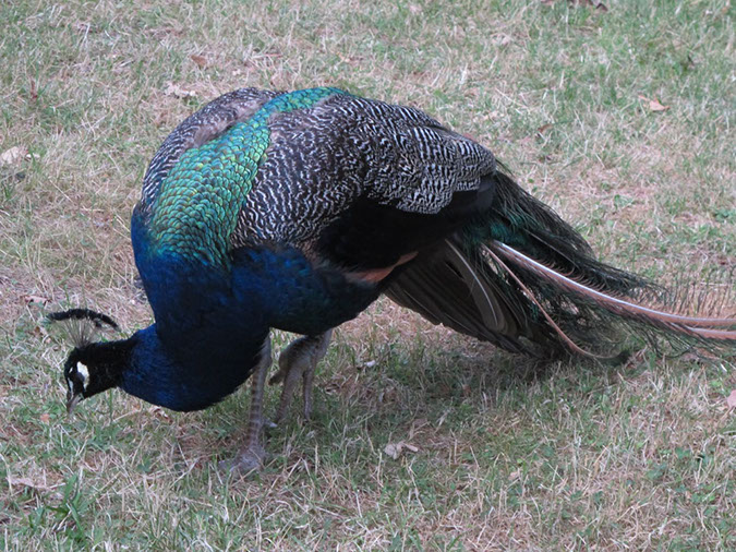 2013_jul_kew_myla60
