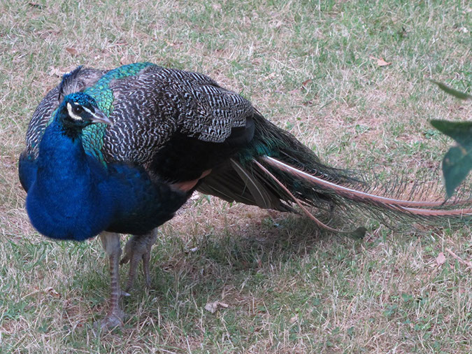 2013_jul_kew_myla61