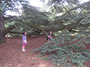 2013_jul_kew_myla44