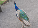 2013_jul_kew_myla59