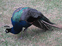2013_jul_kew_myla60