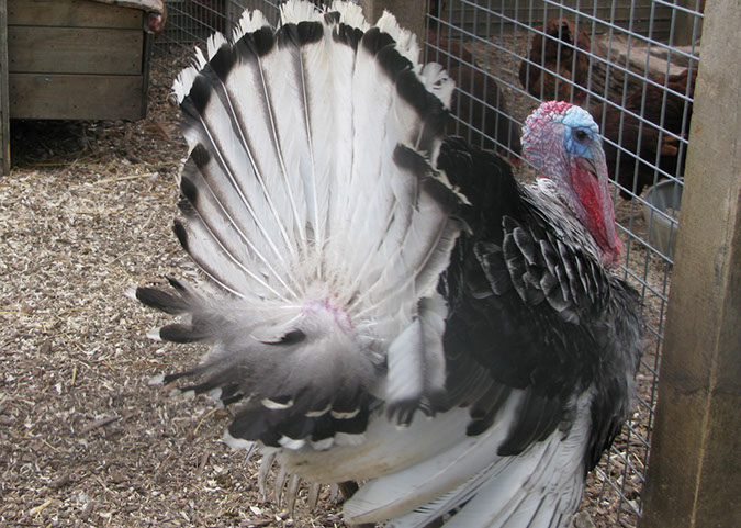 deen_farm_74
