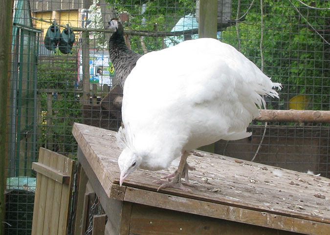 deen_farm_75