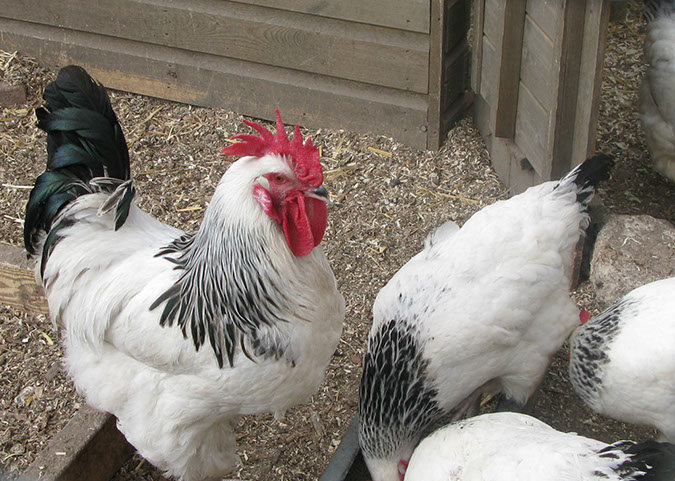 deen_farm_76