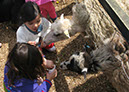 deen_farm_47