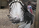 deen_farm_74