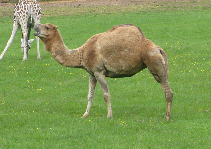 longleat_044