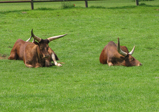 longleat_054