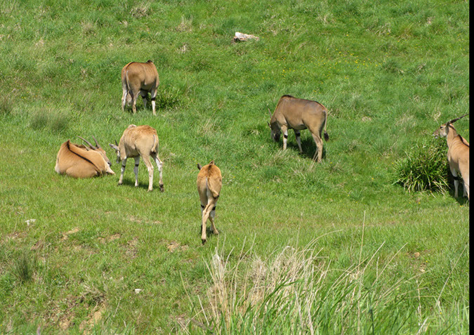 longleat_056