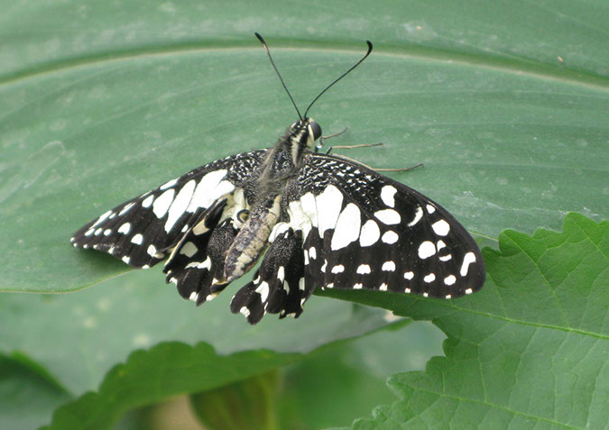 longleat_096