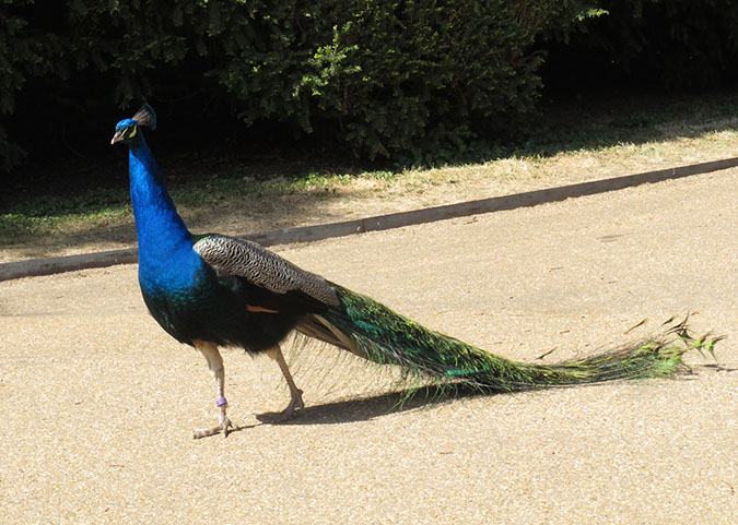 warwick_castle_70