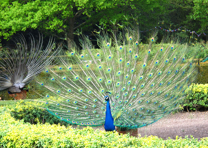 warwick_castle_72